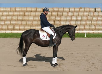 Oldenburger, Wallach, 4 Jahre, Dunkelbrauner