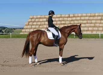 Oldenburger, Wallach, 4 Jahre, Fuchs