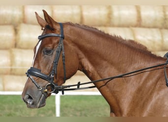 Oldenburger, Wallach, 4 Jahre, Fuchs
