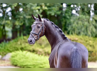 Oldenburger, Wallach, 4 Jahre, Rappe