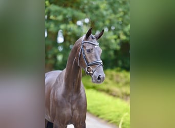 Oldenburger, Wallach, 4 Jahre, Rappe
