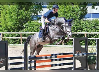 Oldenburger, Wallach, 4 Jahre, Schimmel