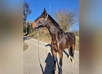 Oldenburger, Wallach, 5 Jahre, 160 cm, Schwarzbrauner