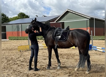 Oldenburger, Wallach, 5 Jahre, 162 cm, Dunkelbrauner