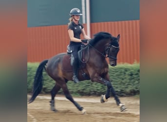Oldenburger, Wallach, 5 Jahre, 162 cm, Dunkelbrauner