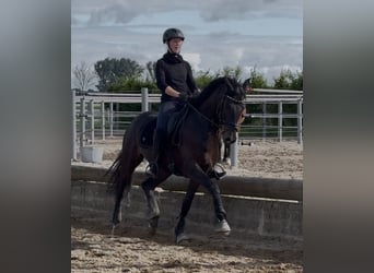 Oldenburger, Wallach, 5 Jahre, 162 cm, Dunkelbrauner