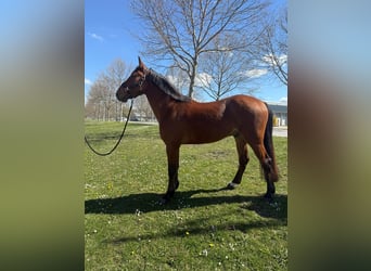 Oldenburger Mix, Wallach, 5 Jahre, 162 cm