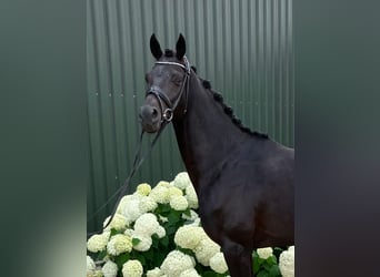 Oldenburger, Wallach, 5 Jahre, 162 cm, Rappe
