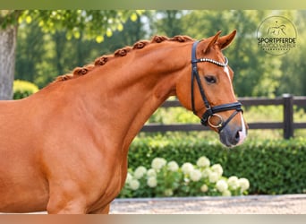 Oldenburger, Wallach, 5 Jahre, 163 cm, Fuchs