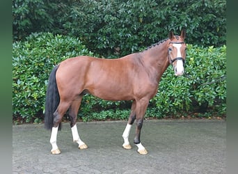 Oldenburger, Wallach, 5 Jahre, 164 cm, Brauner
