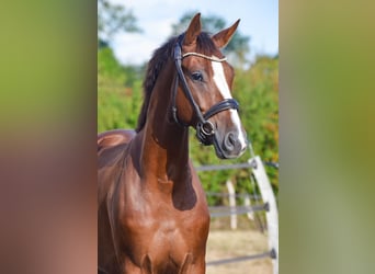 Oldenburger, Wallach, 5 Jahre, 164 cm, Dunkelfuchs