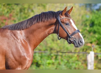Oldenburger, Wallach, 5 Jahre, 164 cm, Dunkelfuchs