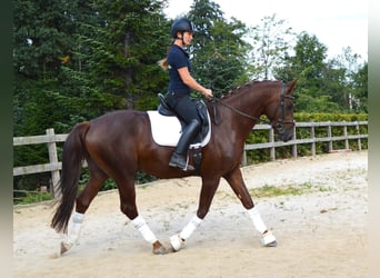 Oldenburger, Wallach, 5 Jahre, 164 cm, Fuchs