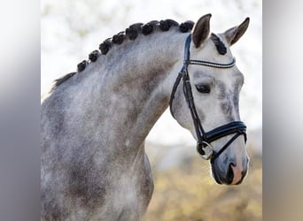 Oldenburger, Wallach, 5 Jahre, 164 cm, Rotschimmel