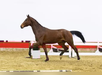 Oldenburger, Wallach, 5 Jahre, 165 cm, Brauner