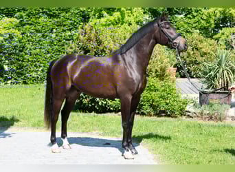 Oldenburger, Wallach, 5 Jahre, 165 cm, Dunkelbrauner