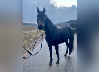 Oldenburger, Wallach, 5 Jahre, 165 cm, Dunkelbrauner