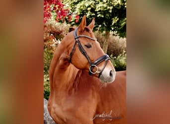 Oldenburger, Wallach, 5 Jahre, 165 cm, Fuchs