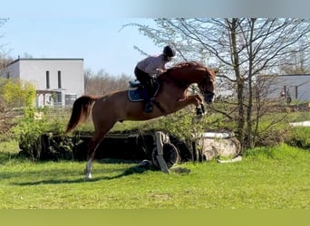 Oldenburger, Wallach, 5 Jahre, 165 cm, Fuchs