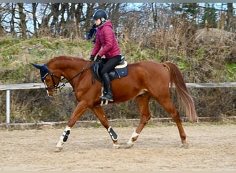 Oldenburger, Wallach, 5 Jahre, 165 cm, Fuchs