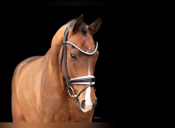 Oldenburger, Wallach, 5 Jahre, 166 cm, Brauner