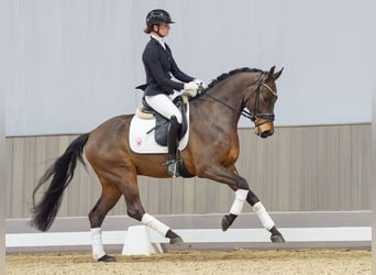 Oldenburger, Wallach, 5 Jahre, 166 cm, Brauner