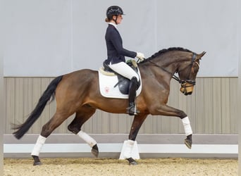 Oldenburger, Wallach, 5 Jahre, 166 cm, Brauner
