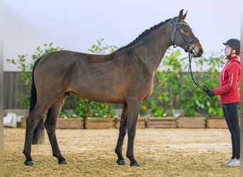 Oldenburger, Wallach, 5 Jahre, 166 cm, Brauner