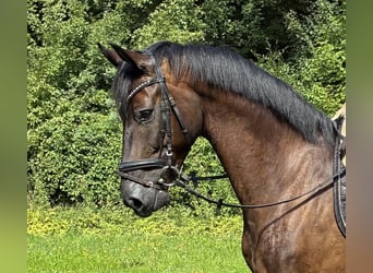 Oldenburger, Wallach, 5 Jahre, 166 cm
