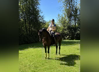 Oldenburger, Wallach, 5 Jahre, 166 cm