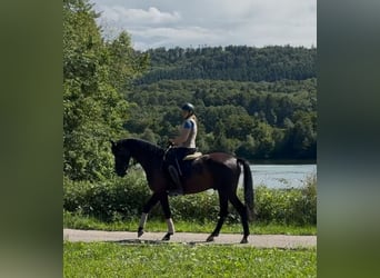 Oldenburger, Wallach, 5 Jahre, 166 cm