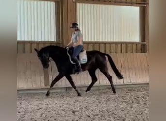 Oldenburger, Wallach, 5 Jahre, 166 cm