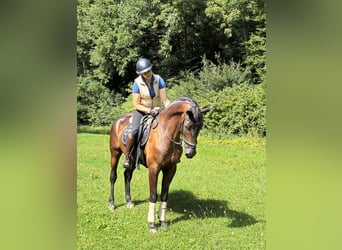 Oldenburger, Wallach, 5 Jahre, 166 cm