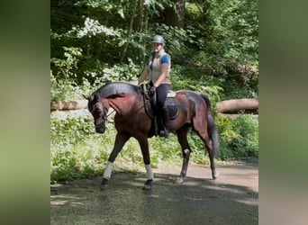 Oldenburger, Wallach, 5 Jahre, 166 cm