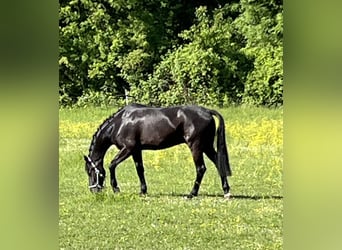 Oldenburger, Wallach, 5 Jahre, 166 cm