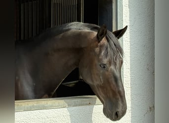 Oldenburger, Wallach, 5 Jahre, 166 cm