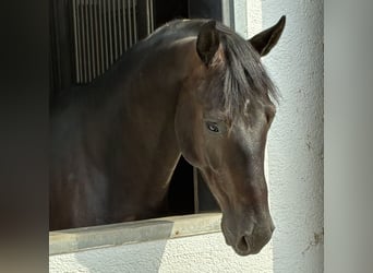 Oldenburger, Wallach, 5 Jahre, 166 cm