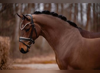 Oldenburger, Wallach, 5 Jahre, 166 cm, Dunkelbrauner