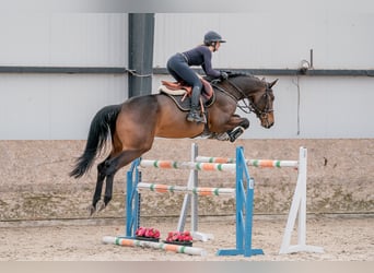 Oldenburger, Wallach, 5 Jahre, 166 cm, Dunkelbrauner
