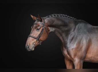 Oldenburger, Wallach, 5 Jahre, 166 cm, Dunkelbrauner