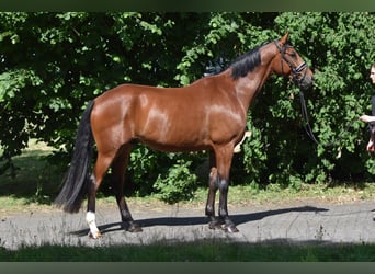 Oldenburger, Wallach, 5 Jahre, 167 cm, Brauner
