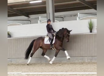 Oldenburger, Wallach, 5 Jahre, 167 cm, Brauner