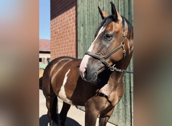 Oldenburger, Wallach, 5 Jahre, 167 cm, Brauner