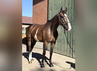 Oldenburger, Wallach, 5 Jahre, 167 cm, Brauner