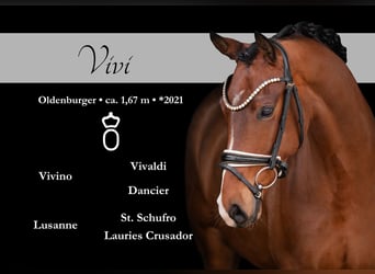 Oldenburger, Wallach, 5 Jahre, 167 cm, Brauner