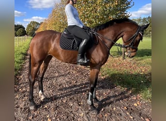 Oldenburger, Wallach, 5 Jahre, 167 cm, Brauner