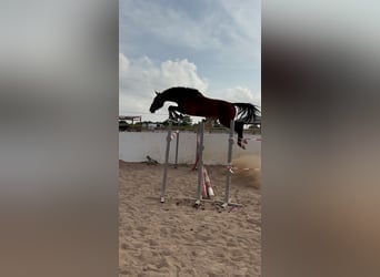 Oldenburger, Wallach, 5 Jahre, 167 cm, Brauner