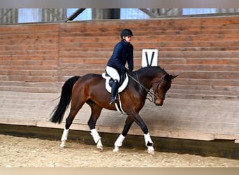 Oldenburger, Wallach, 5 Jahre, 167 cm, Brauner