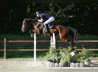 Oldenburger, Wallach, 5 Jahre, 167 cm, Brauner