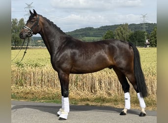 Oldenburger, Wallach, 5 Jahre, 167 cm, Dunkelbrauner